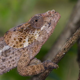 Mantadia - Short-horned chameleon
